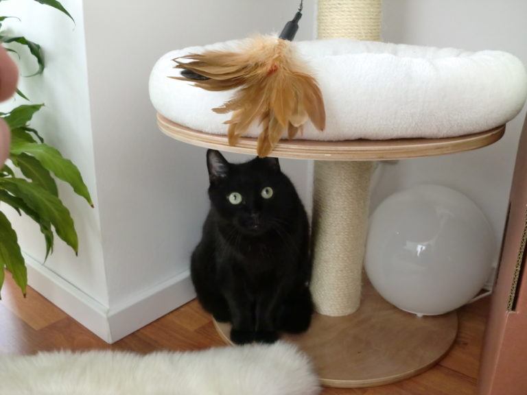 Katze in der Wohnung halten Mindestgröße und Anforderungen