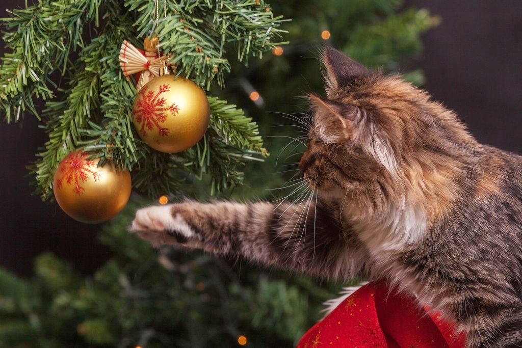 Katze und Weihnachtsbaum - Weihnachtsschmuck