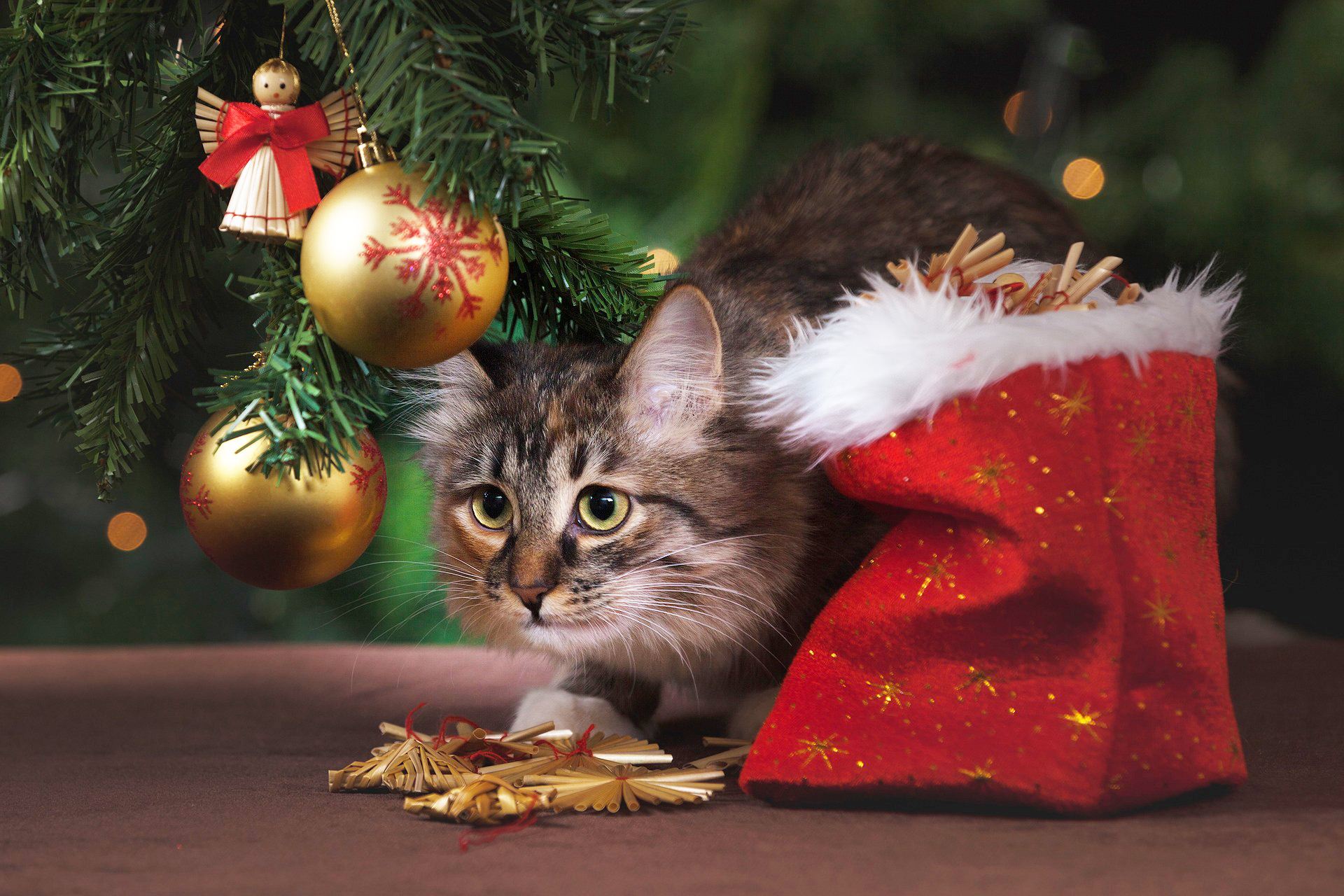 Katze und Weihnachtsbaum - ist ein Weihnachtsbaum katzensicher?